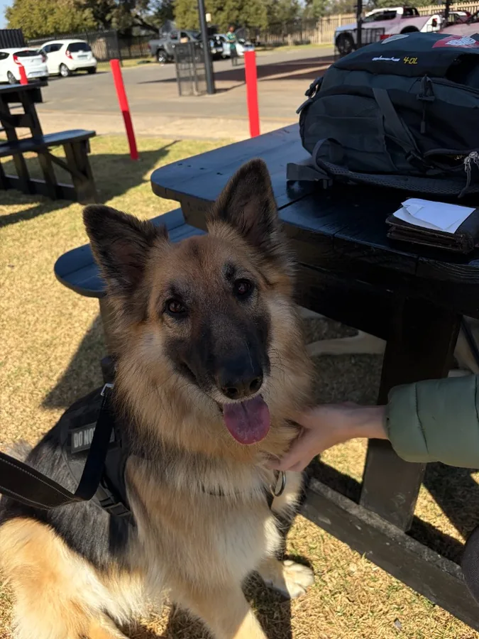 Phone photo of a happy dog